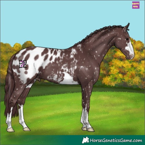 Horse Color:Chocolate Black Appaloosa
