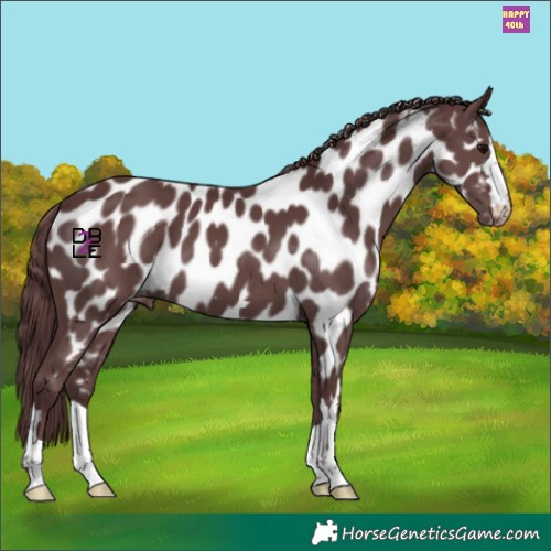 Horse Color:Chocolate Black Appaloosa 