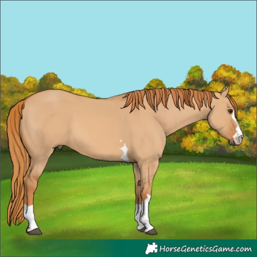 Horse Color:Red Dun 