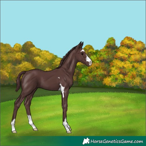 Horse Color:Chocolate Black 