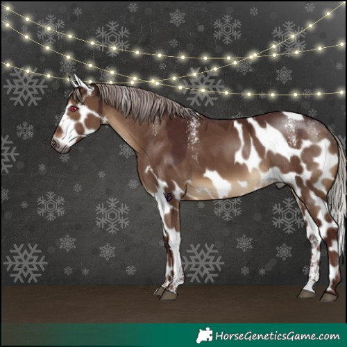 Horse Color:Powder White Gray Chocolate Silver Bay Dun Skewed Appaloosa Rabicano 