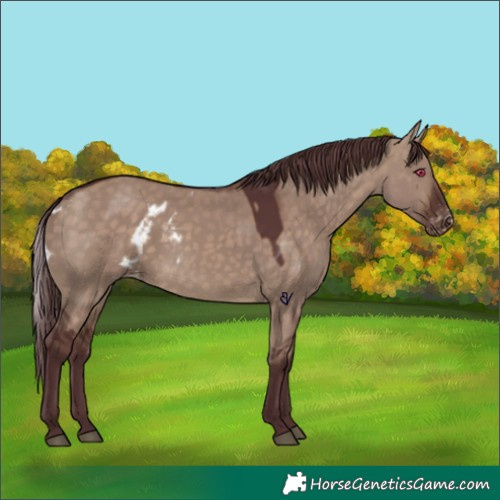 Horse Color:Chocolate Brown Dun Skewed Appaloosa Rabicano 