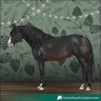 Horse Color:Brown Splash Skewed Appaloosa Rabicano 
