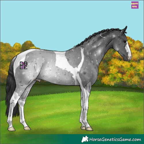 Horse Color:Black Tobiano 