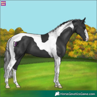 Horse Color:Black Tobiano 