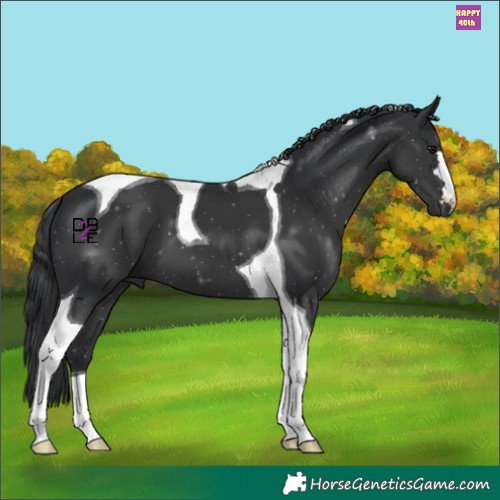 Horse Color:Black Tobiano 