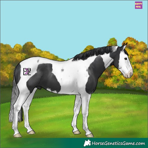 Horse Color:Black Splash Tobiano