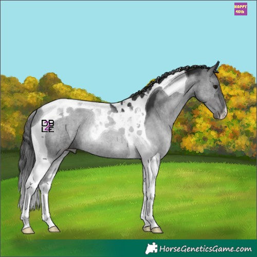 Horse Color:Black Tobiano 