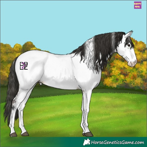 Horse Color:White Spotted Brown Dun Appaloosa 