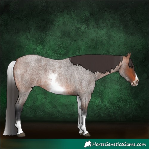 Horse Color:White Spotted Bay Roan Frame