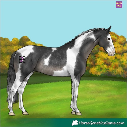 Horse Color:Black Splash Tobiano Rabicano 