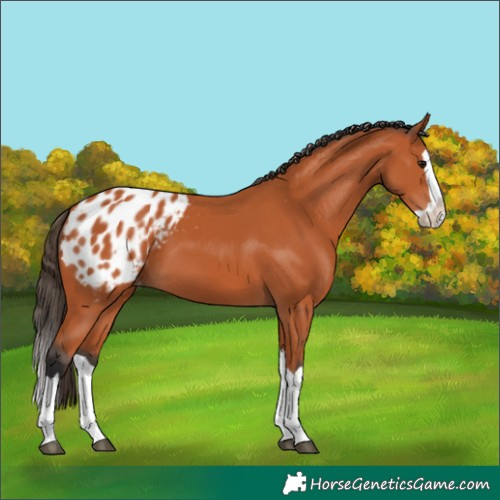 Horse Color:Bay Splash Appaloosa