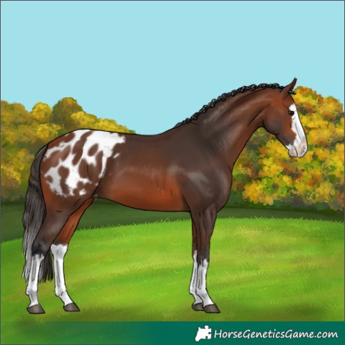 Horse Color:Bay Splash Appaloosa