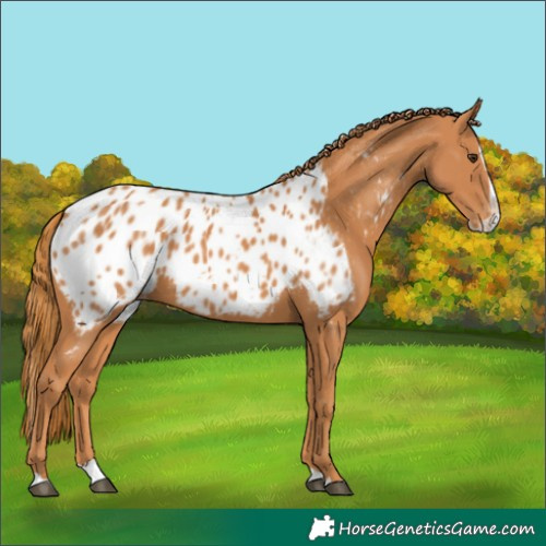 Horse Color:Chestnut Splash Appaloosa 