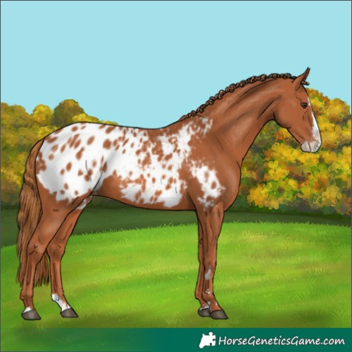 Horse Color:Chestnut Splash Appaloosa