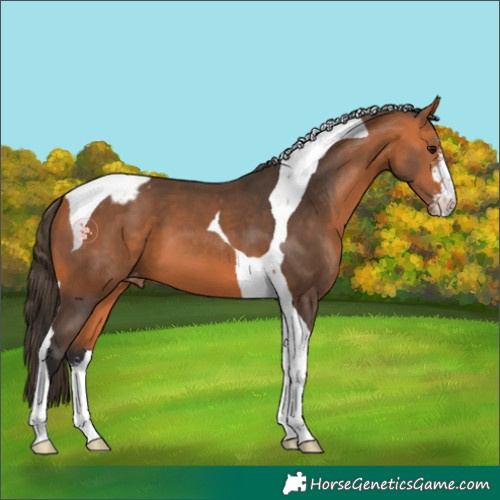 Horse Color:Bay Sabino Tobiano Blanket 