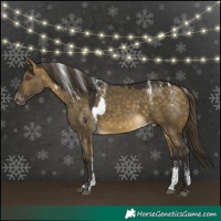 Horse Color:Powder White Buckskin Dun Mushroom Skewed Appaloosa