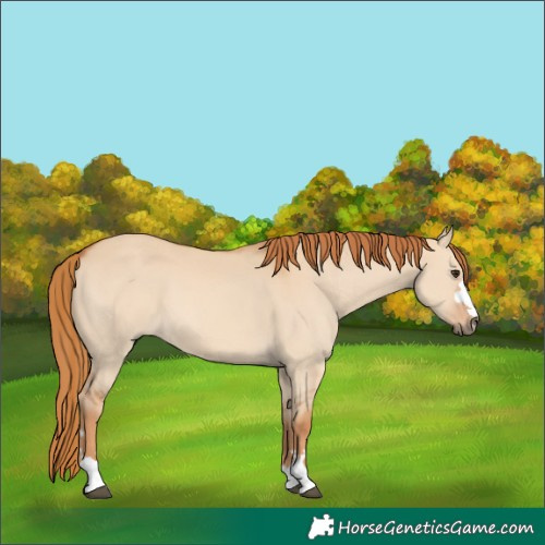 Horse Color:Red Dun