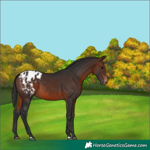 Horse Color:Brown Appaloosa 