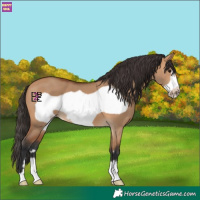 Horse Color:Bay Dun Frame 