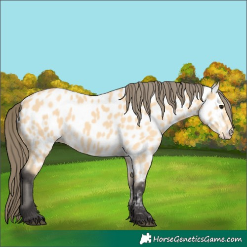 Horse Color:Buckskin Near Leopard