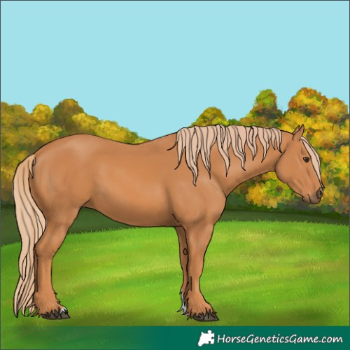Horse Color:Chestnut 