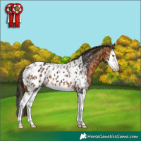 Horse Color:Buckskin Sabino Splash Frame Appaloosa and Brown Sabino Splash Appaloosa
