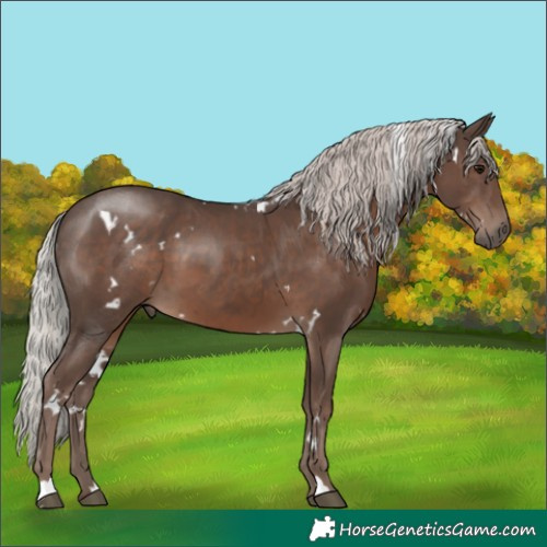 Horse Color:White Spotted Silver Black