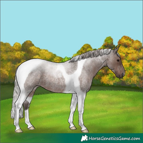 Horse Color:Silver Blue Roan Tobiano 