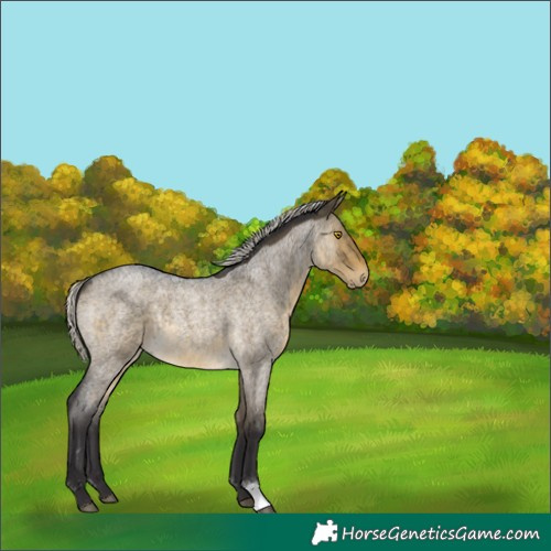 Horse Color:Silver Buckskin Roan Dun 