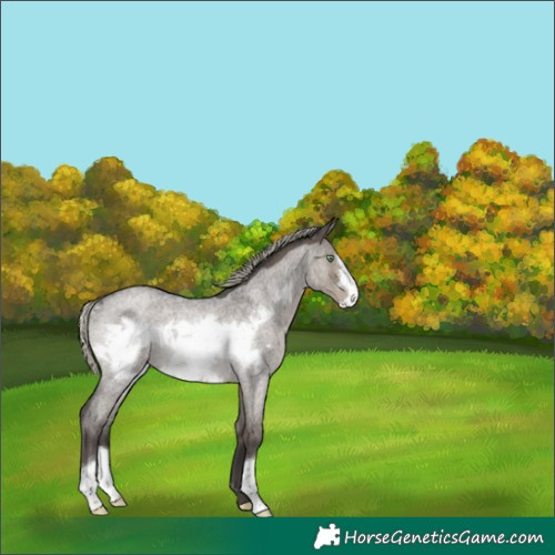 Horse Color:Silver Smoky Grullo Roan Frame Rabicano