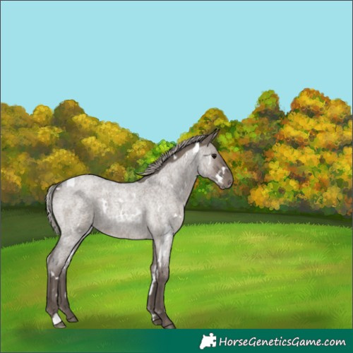 Horse Color:White Spotted Silver Grullo Roan Rabicano