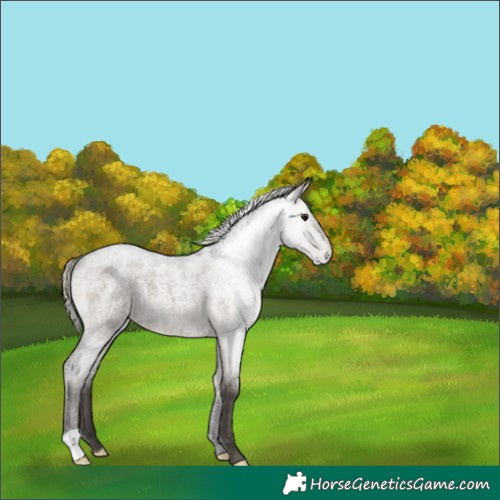 Horse Color:Silver Smoky Grullo Roan 