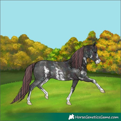 Horse Color:Painted Midnight Grullo Ice Sabino 