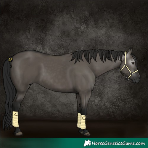 Horse Color:Gray Grullo 