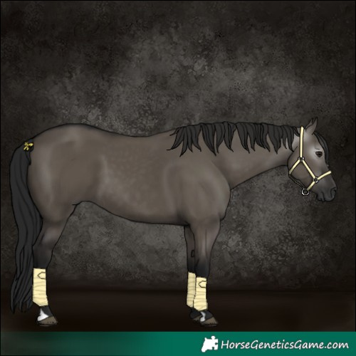 Horse Color:Gray Grullo 