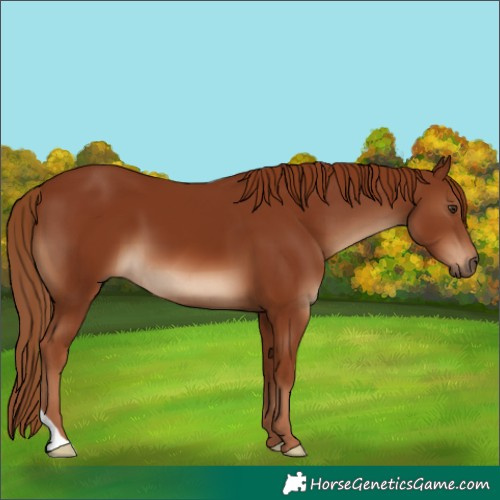 Horse Color:Unknown 