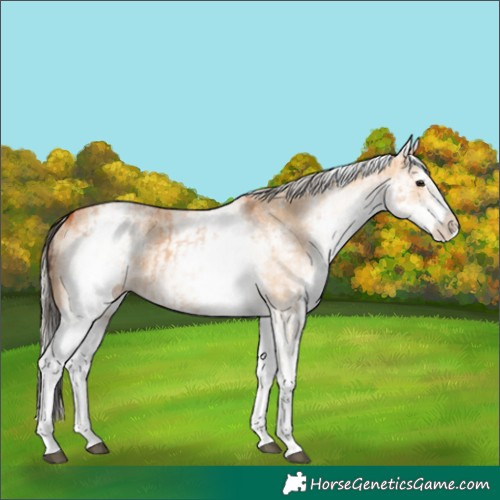 Horse Color:White Spotted Bay Dun Rabicano and White Spotted Silver Bay Dun Rabicano