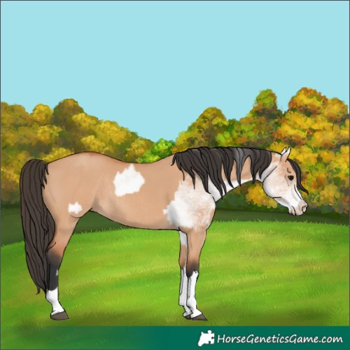 Horse Color:White Spotted Bay Dun Rabicano  and Bay Dun Rabicano 