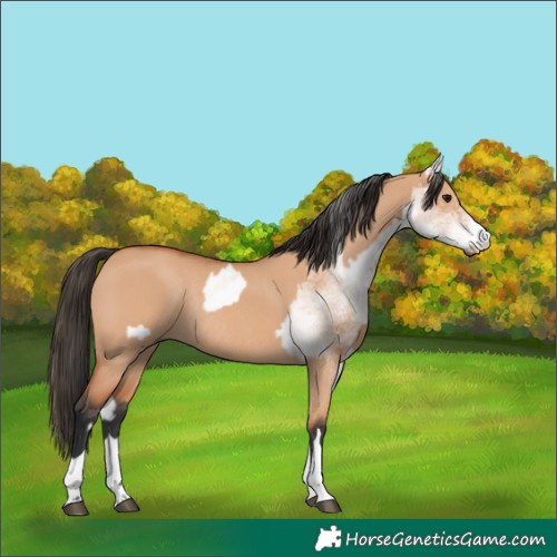Horse Color:White Spotted Bay Dun Rabicano  and Bay Dun Rabicano 