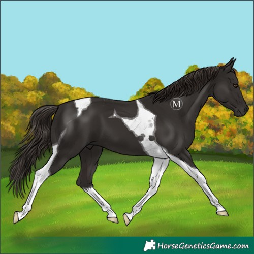 Horse Color:Liver Chestnut Tobiano 