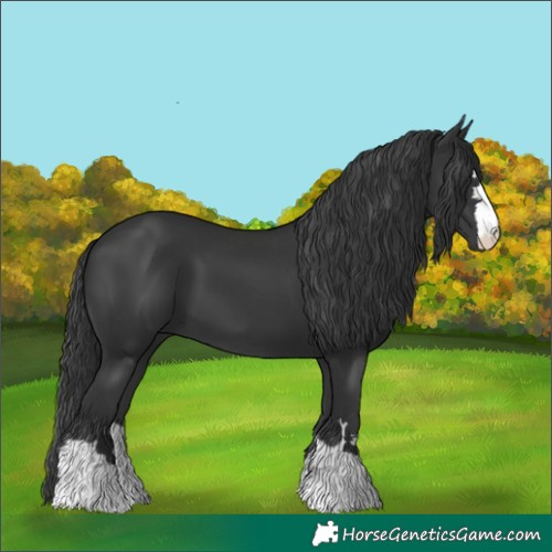 Horse Color:Black 