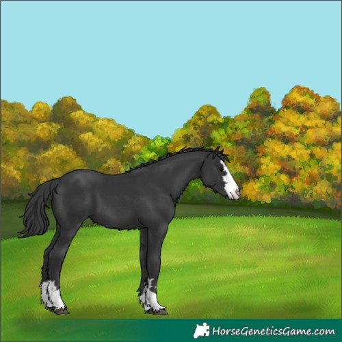 Horse Color:Black 