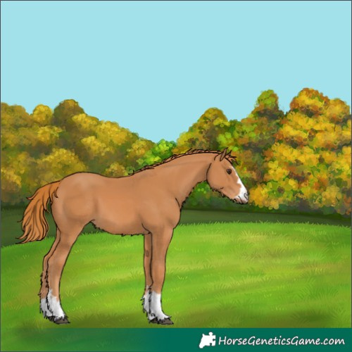 Horse Color:Chestnut 