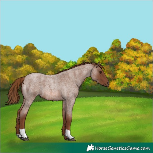 Horse Color:Red Roan 