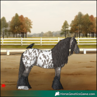 Horse Color:Grullo Near Leopard