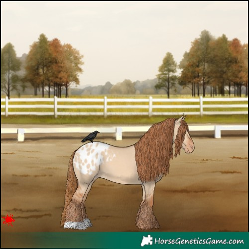 Horse Color:Red Dun Appaloosa 