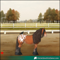 Horse Color:Bay Blanket 
