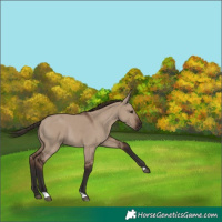 Horse Color:Liver Red Dun Rabicano