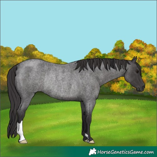Horse Color:Smoky Blue Roan Rabicano 